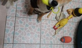 网红吃瓜狗子是谁啊图片,揭秘网络红人的萌宠魅力